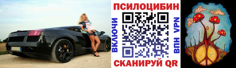 Галлюциногенные грибы Psilocybe  Бабаево 